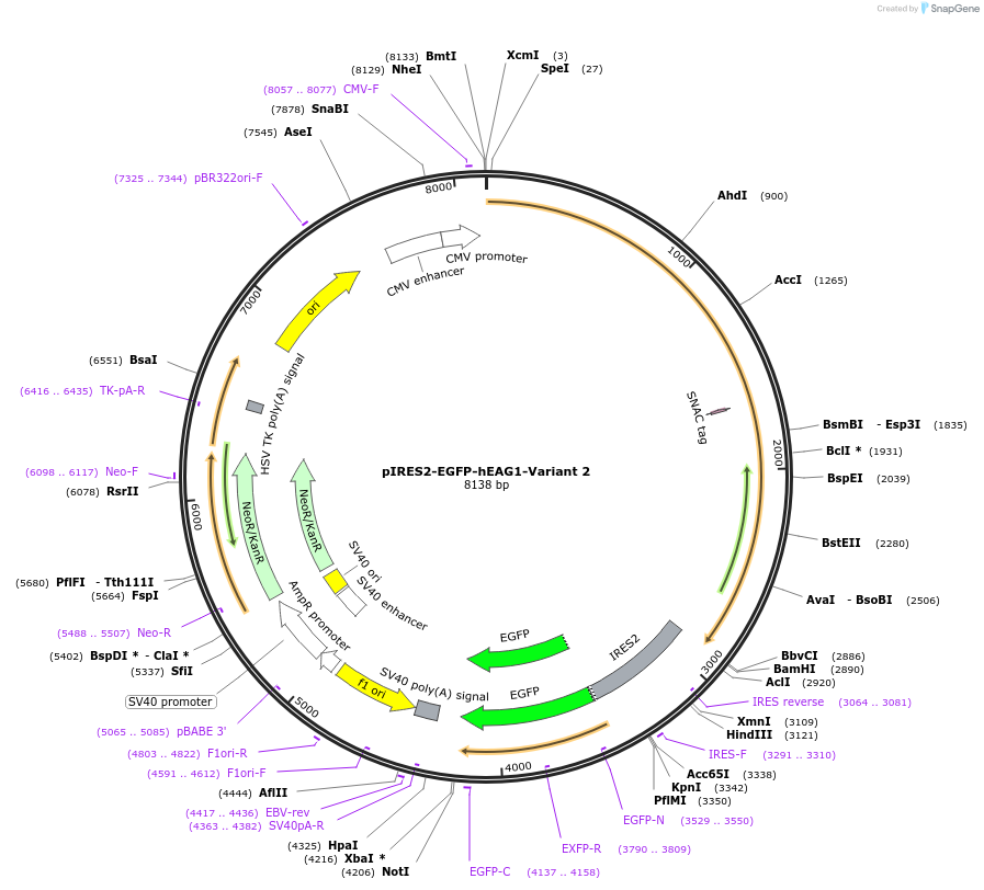 253764-plasmid-map-sequence-id-510376