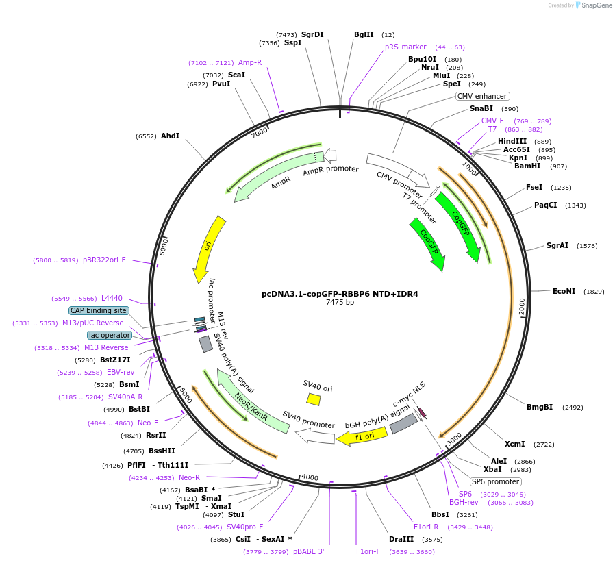 253989-plasmid-map-sequence-id-510404