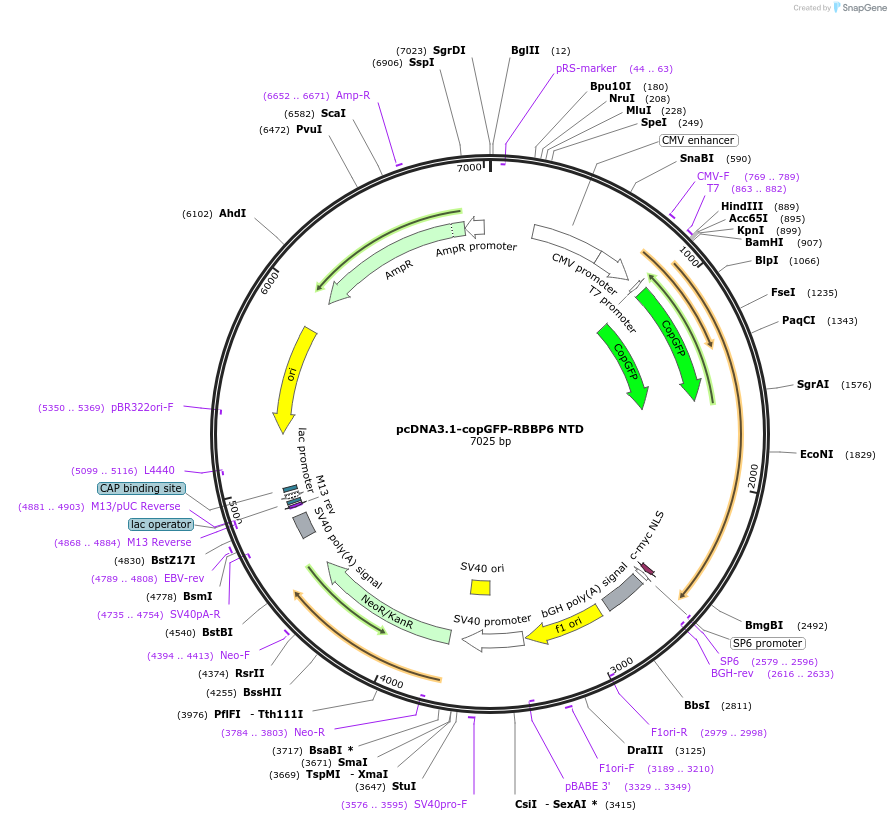 253988-plasmid-map-sequence-id-510417