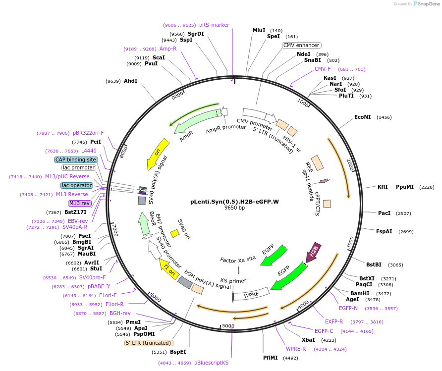 51004-plasmid-map-sequence-id-510493