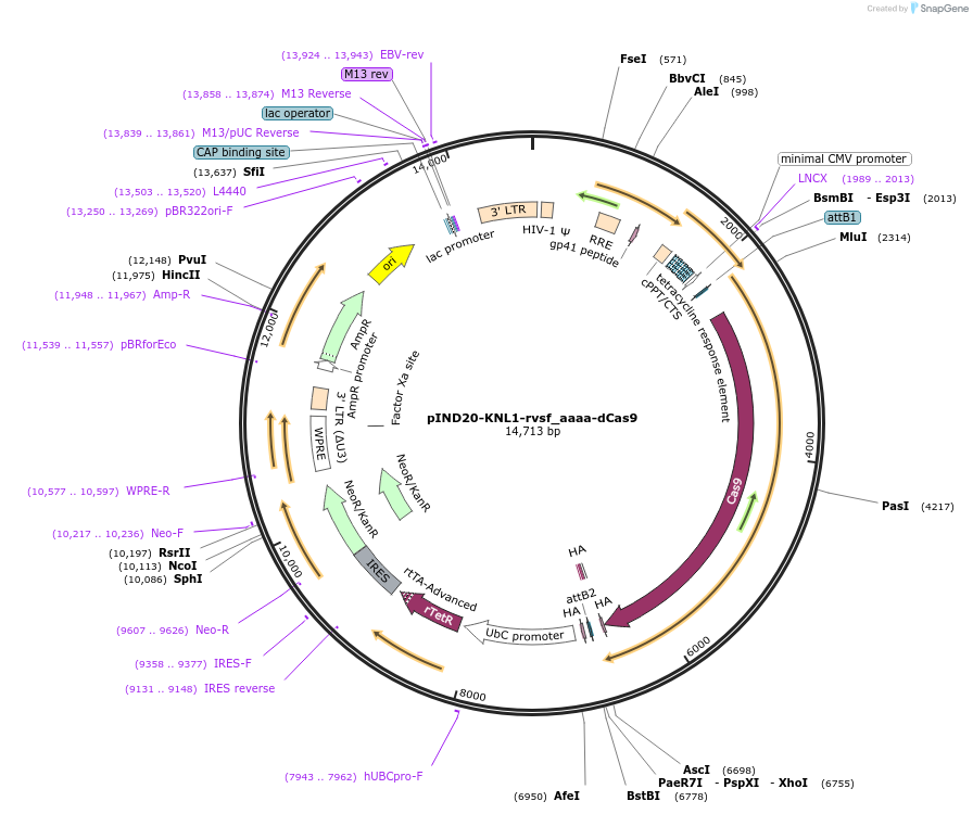 248562-plasmid-map-sequence-id-510494