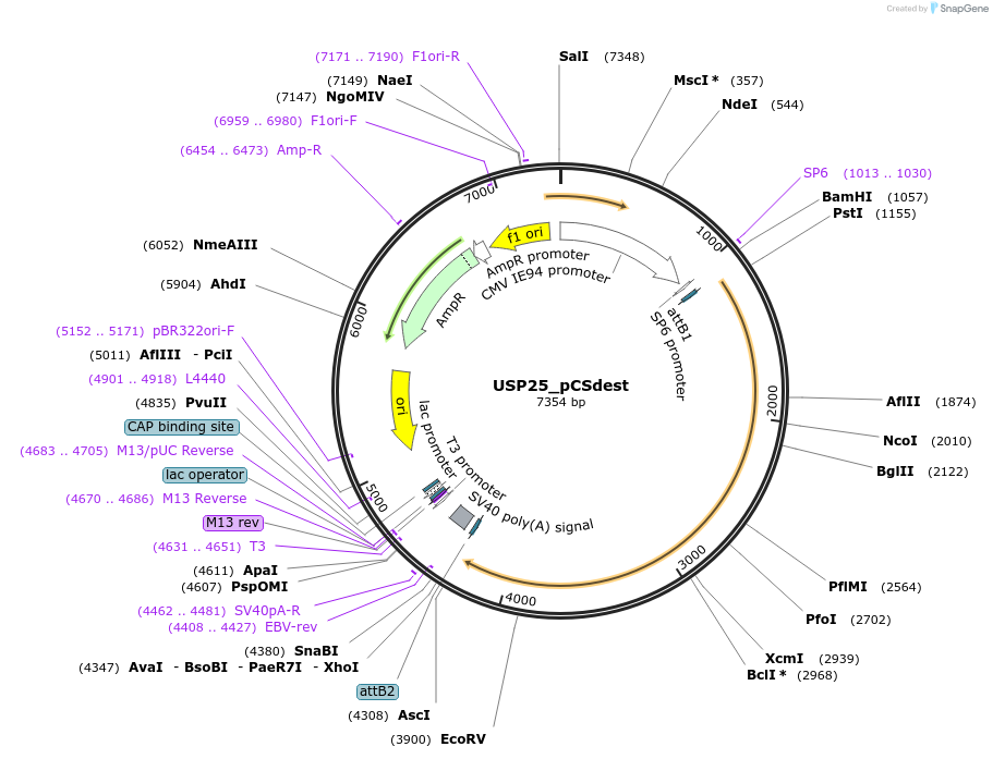 53817-plasmid-map-sequence-id-510506
