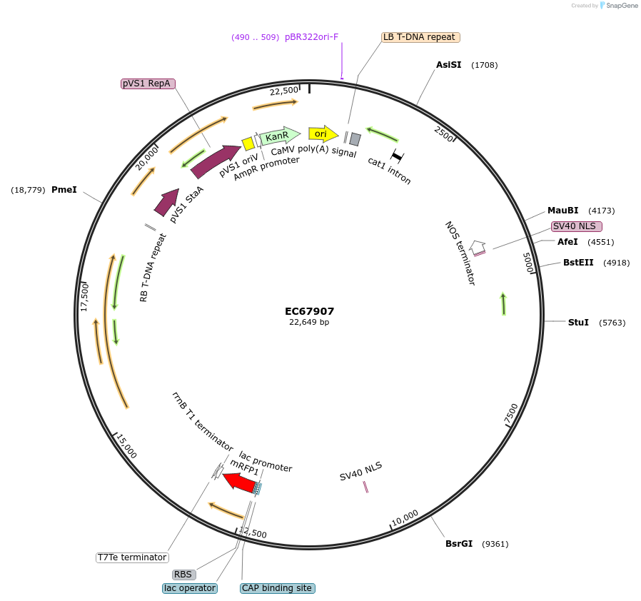 211794-plasmid-map-sequence-id-510508