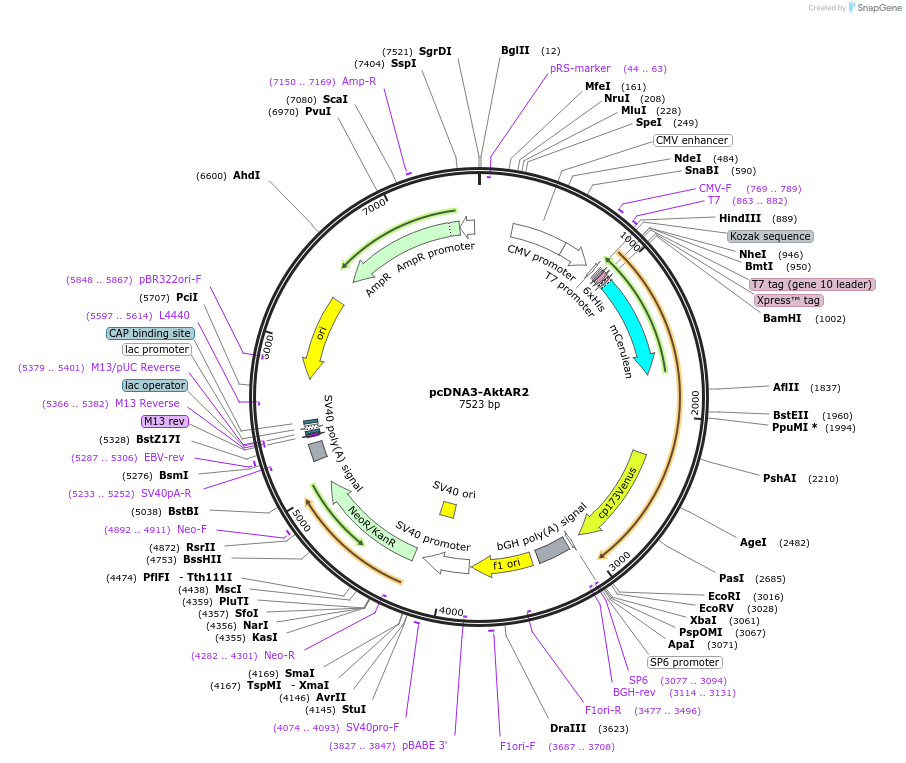 64932-plasmid-map-sequence-id-510510