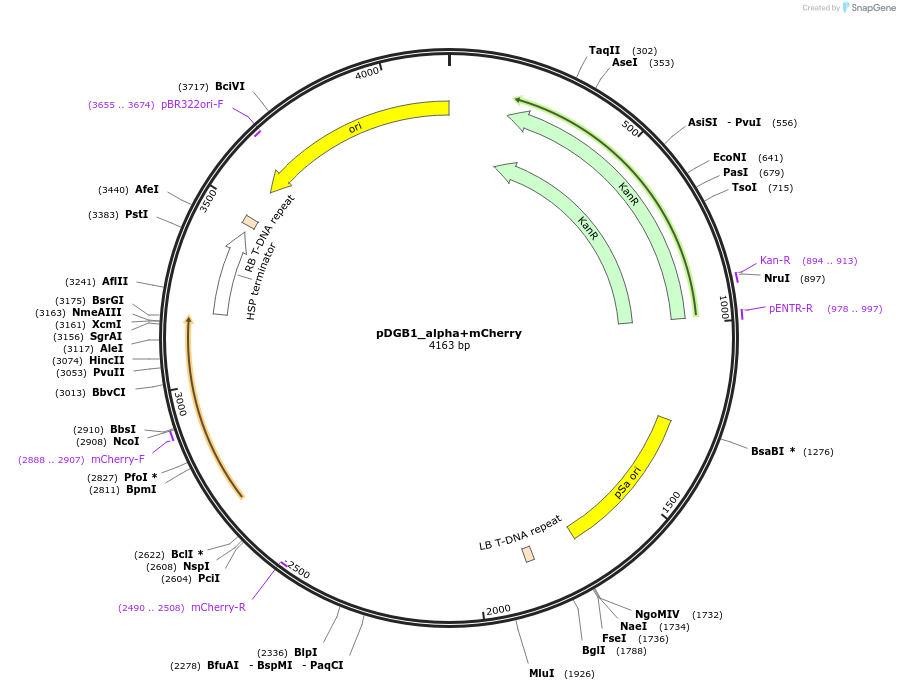 253731-plasmid-map-sequence-id-510516
