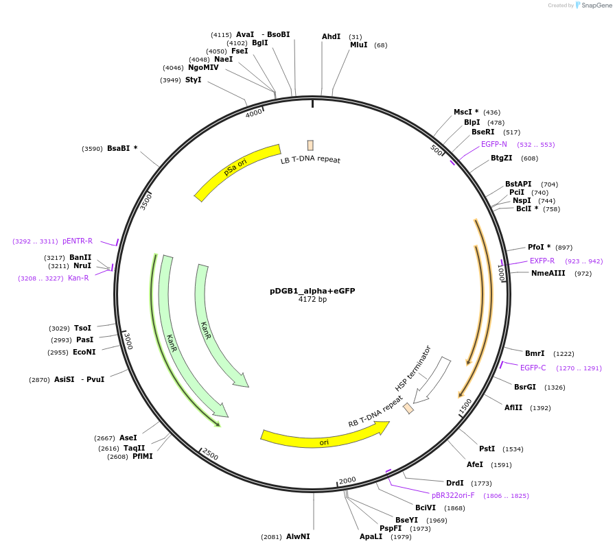 253730-plasmid-map-sequence-id-510517