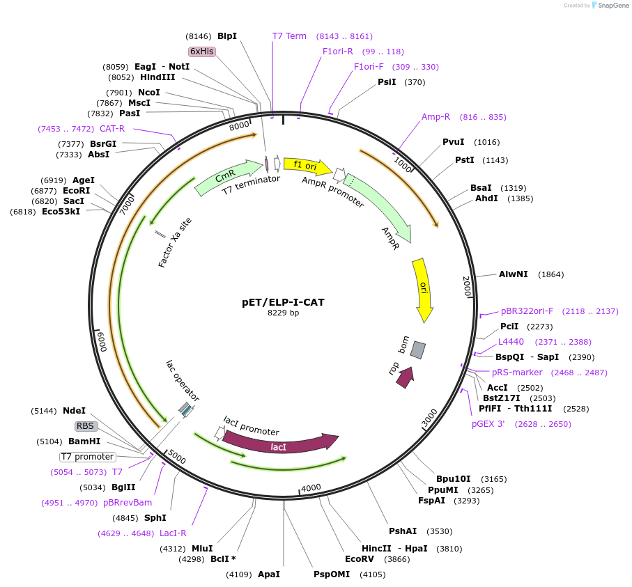 71461-plasmid-map-sequence-id-510519