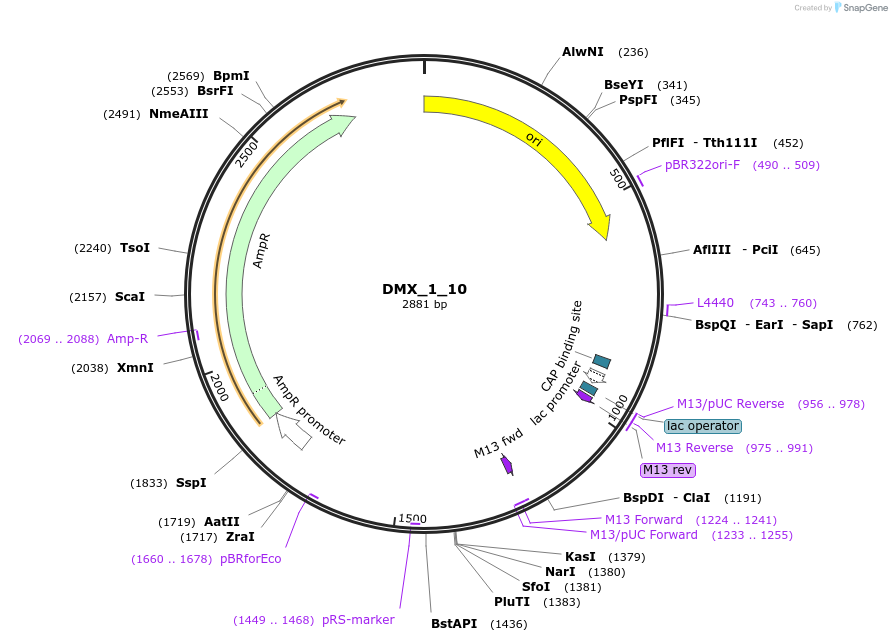 255170-plasmid-map-sequence-id-510528