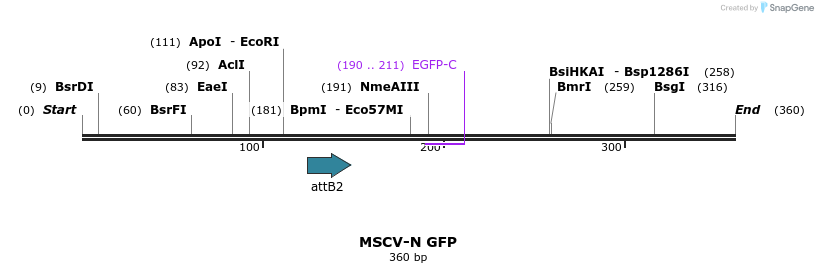 51056_map