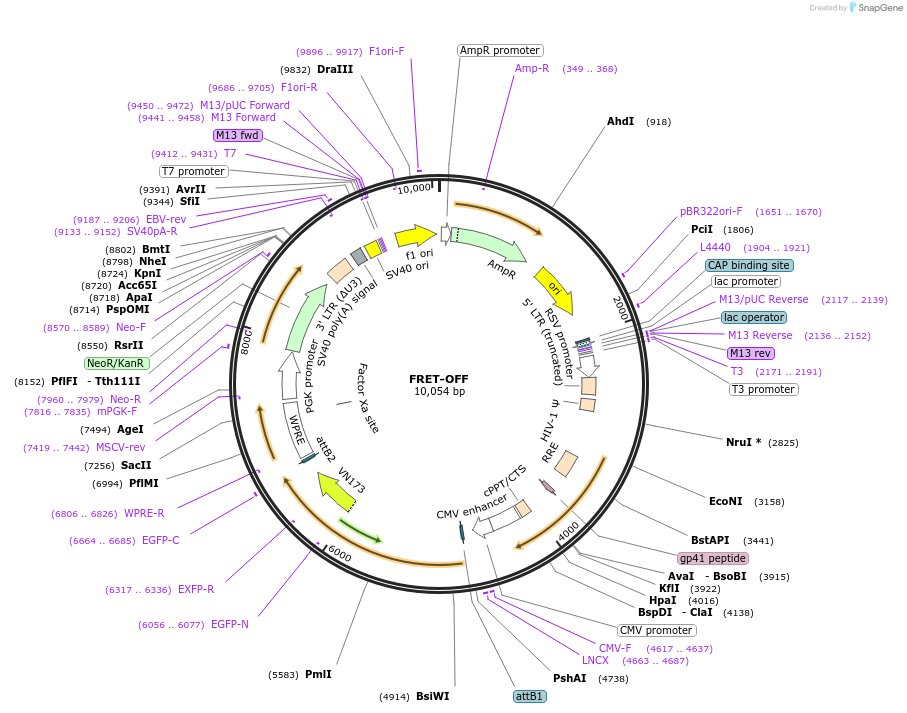 254590-plasmid-map-sequence-id-510613