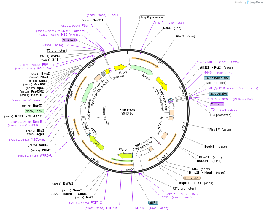 254591-plasmid-map-sequence-id-510616