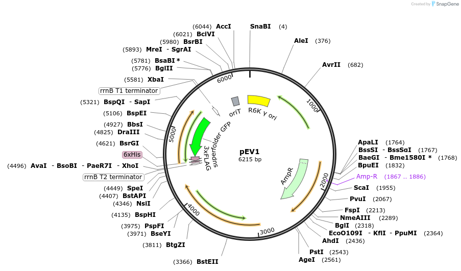 254052-plasmid-map-sequence-id-510617