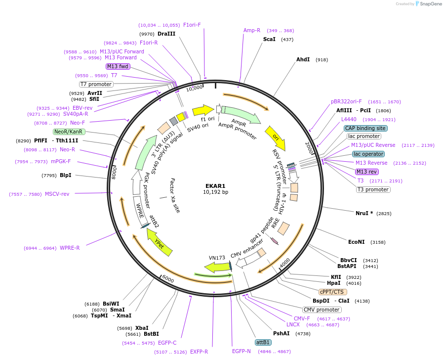 254592-plasmid-map-sequence-id-510618