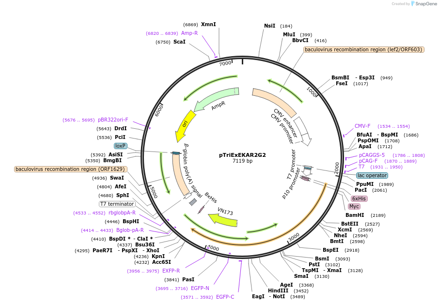 40175-plasmid-map-sequence-id-51062