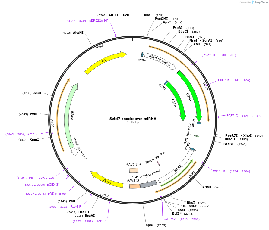 254149-plasmid-map-sequence-id-510625