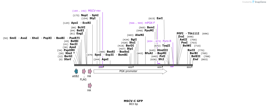 51063_map