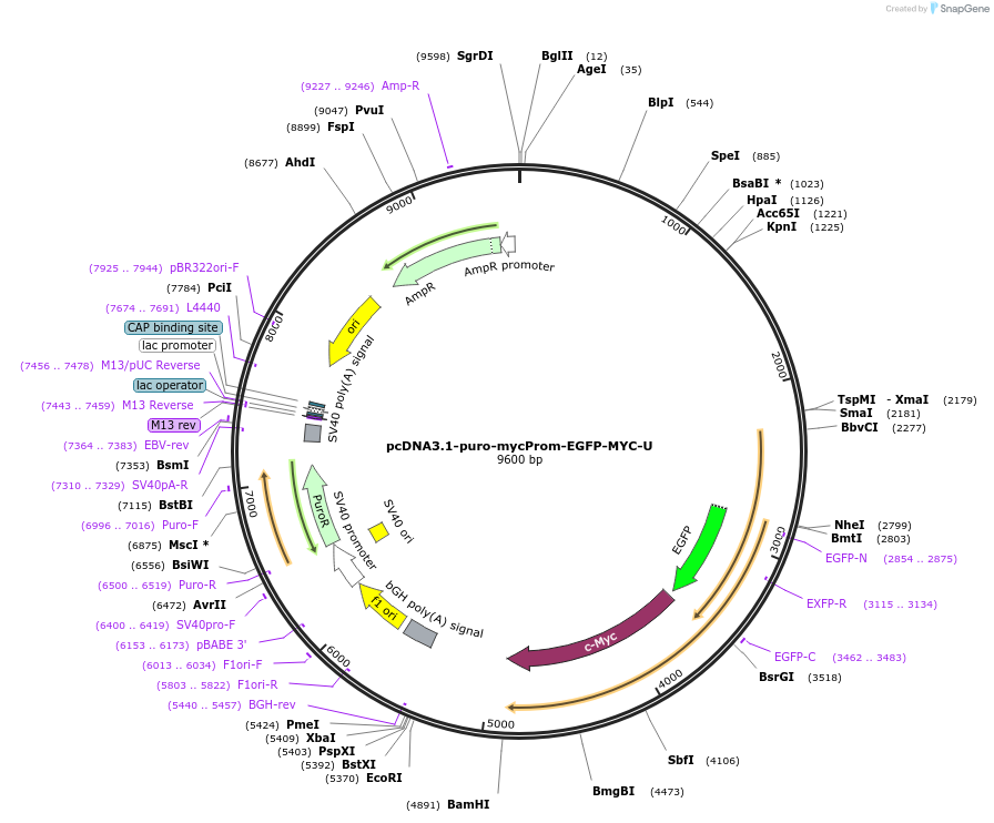 255432-plasmid-map-sequence-id-510633