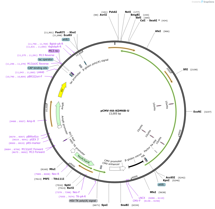 255434-plasmid-map-sequence-id-510634
