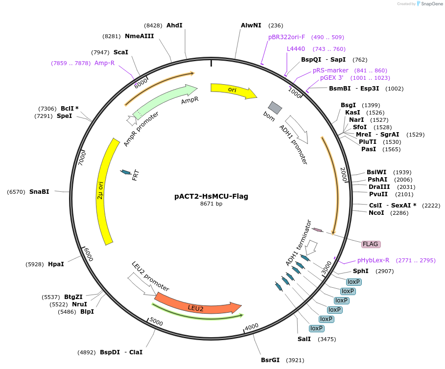 253496-plasmid-map-sequence-id-510635