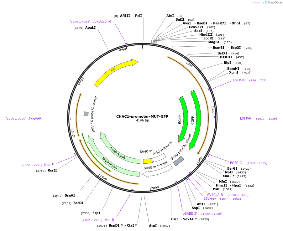 255524-plasmid-map-sequence-id-510636