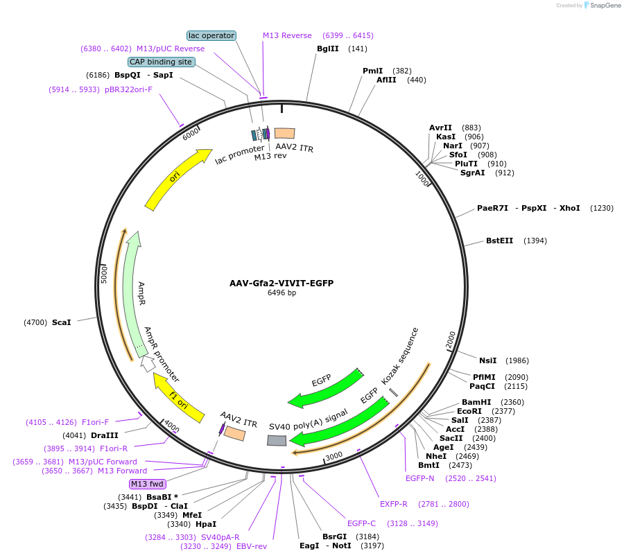 254430-plasmid-map-sequence-id-510638