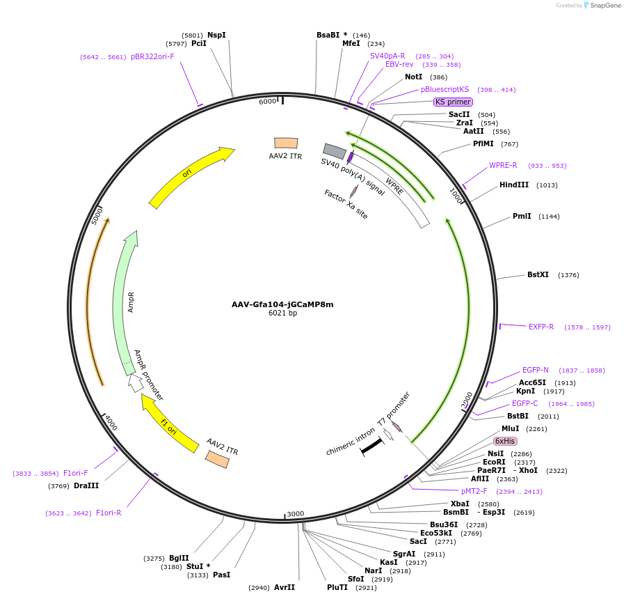 254432-plasmid-map-sequence-id-510639