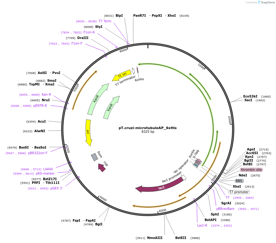 256081-plasmid-map-sequence-id-510640