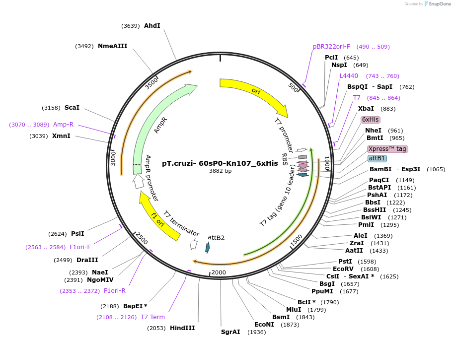 256087-plasmid-map-sequence-id-510641