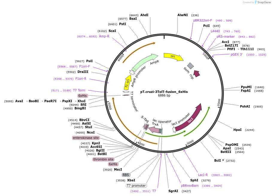 256085-plasmid-map-sequence-id-510642
