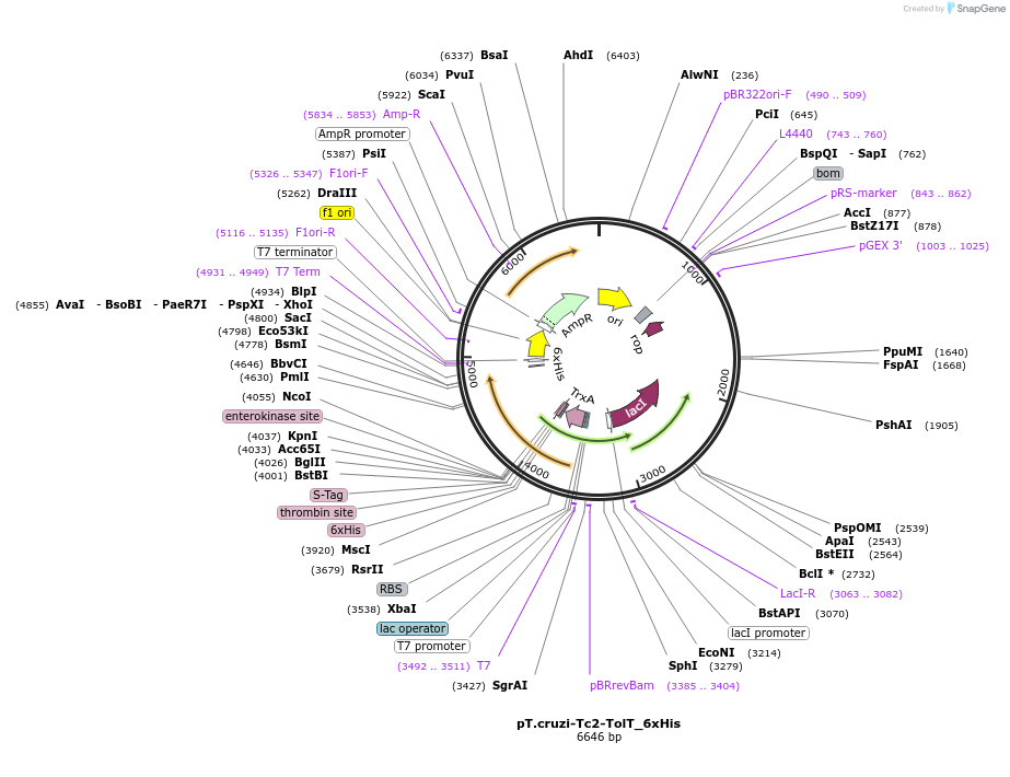 256084-plasmid-map-sequence-id-510643