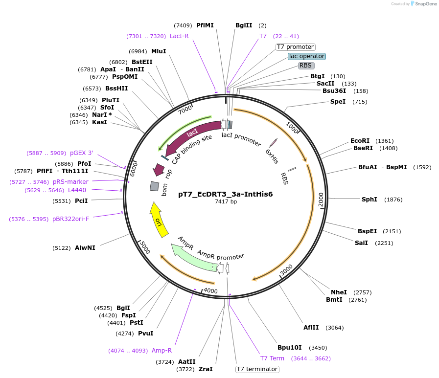 255317-plasmid-map-sequence-id-510653