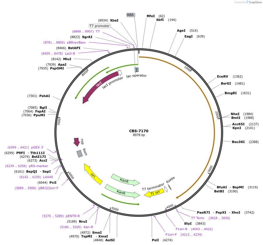 253634-plasmid-map-sequence-id-510654