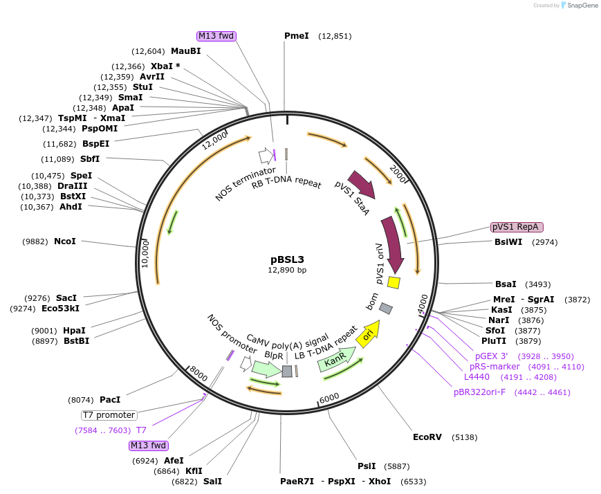 256019-plasmid-map-sequence-id-510655