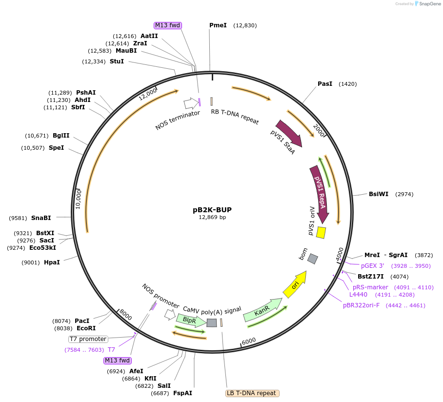 256024-plasmid-map-sequence-id-510656
