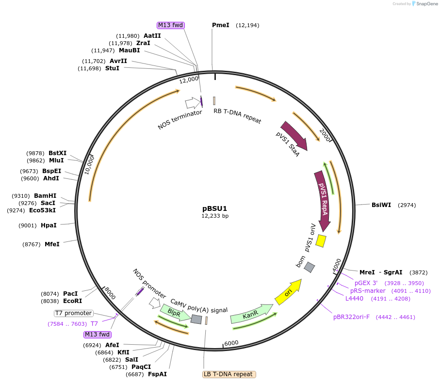 256020-plasmid-map-sequence-id-510658