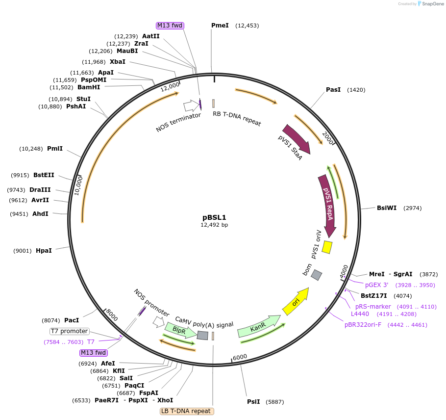 256017-plasmid-map-sequence-id-510660