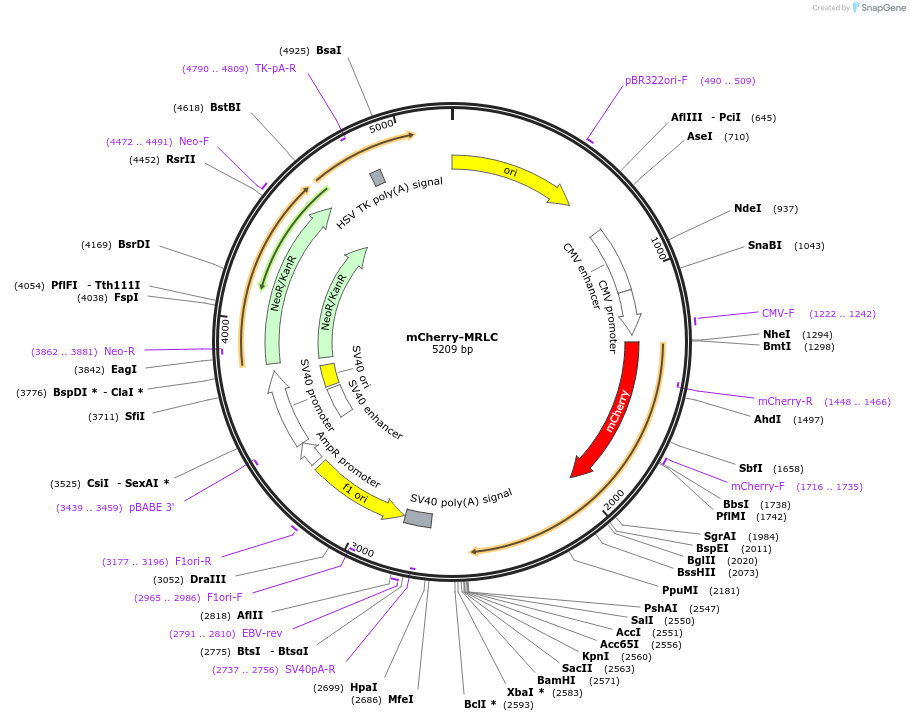 255920-plasmid-map-sequence-id-510661