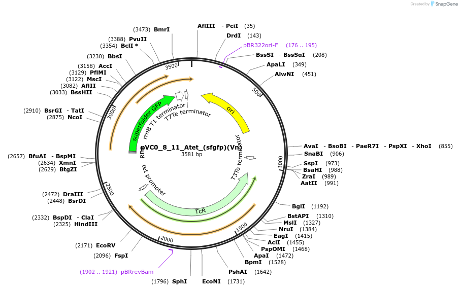 249981-plasmid-map-sequence-id-510664
