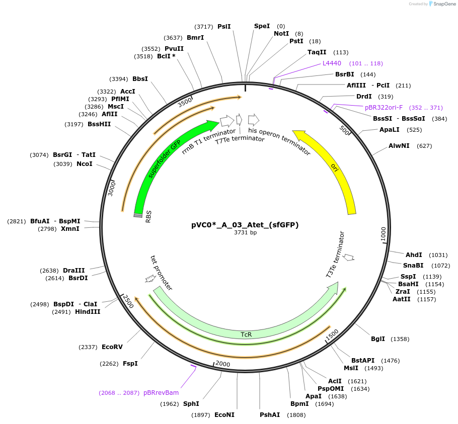 250022-plasmid-map-sequence-id-510665
