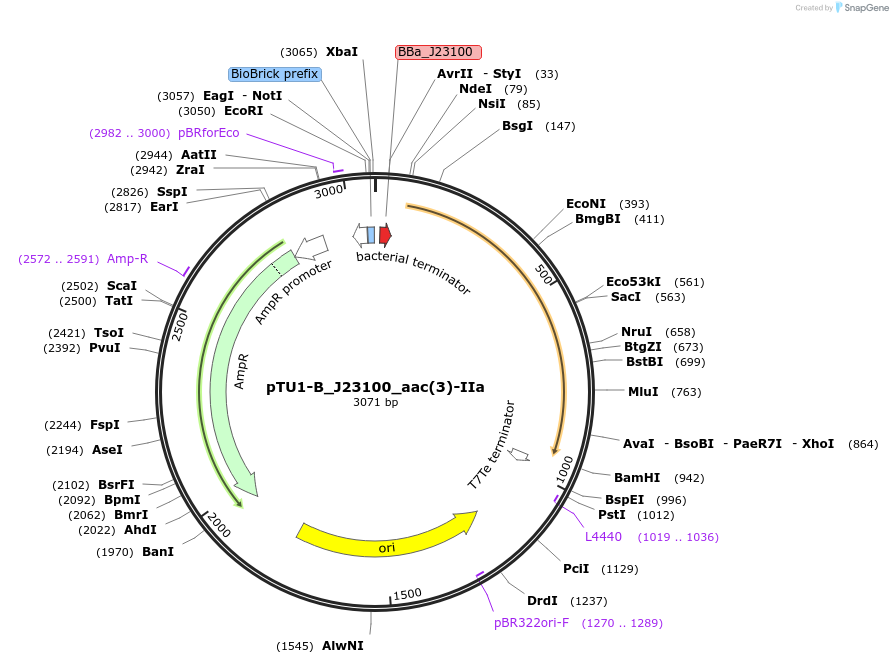 255535-plasmid-map-sequence-id-510671