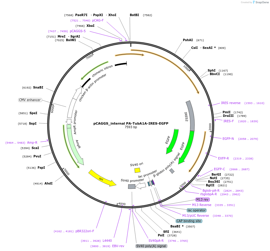 255804-plasmid-map-sequence-id-510674