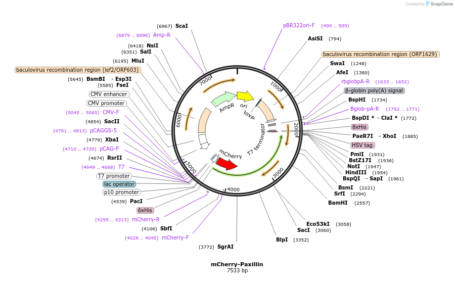 255915-plasmid-map-sequence-id-510675