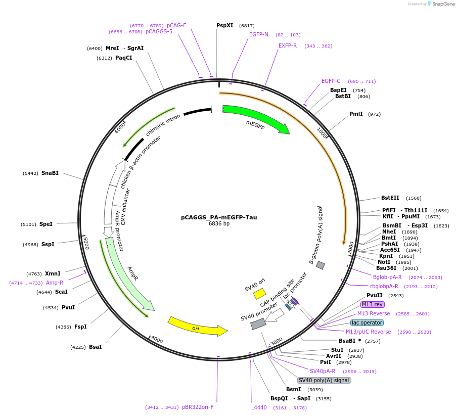 255810-plasmid-map-sequence-id-510677