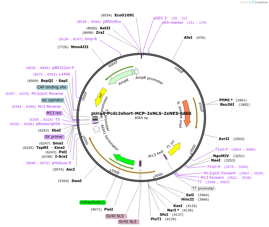255017-plasmid-map-sequence-id-510683