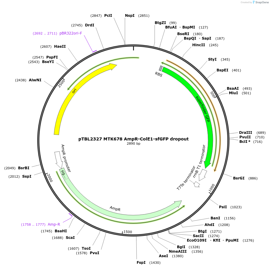 254858-plasmid-map-sequence-id-510685