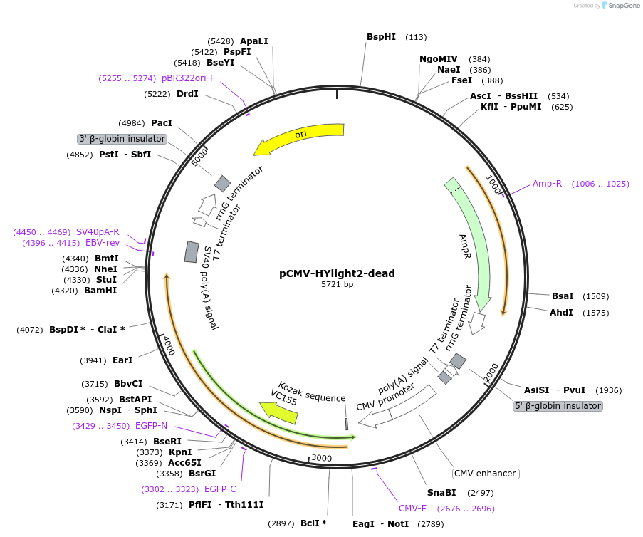 255887-plasmid-map-sequence-id-510686