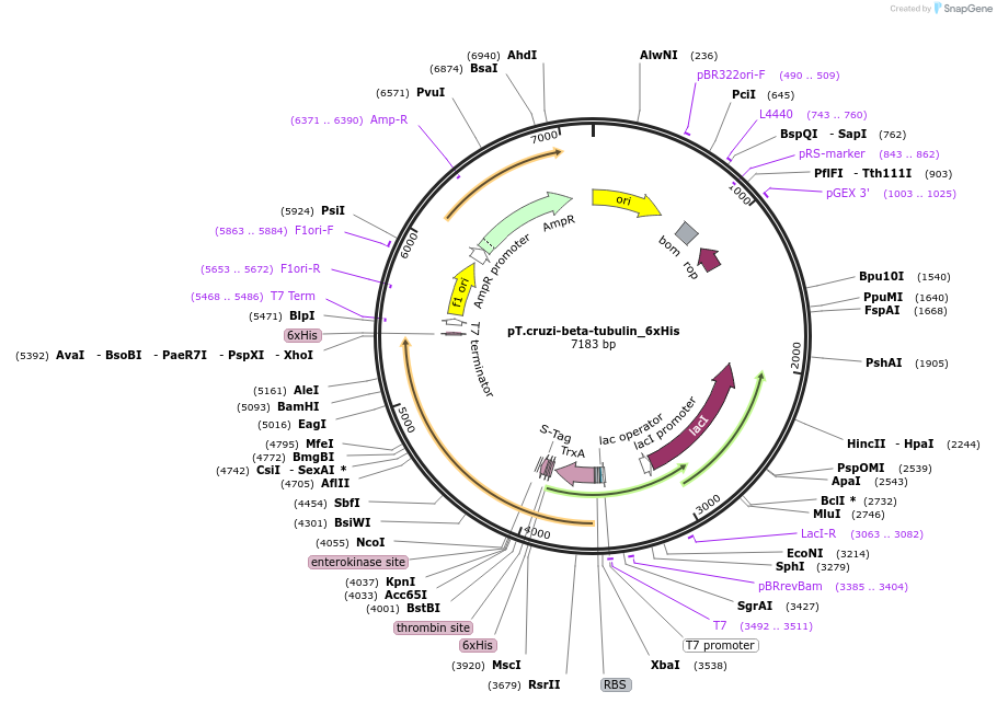 256086-plasmid-map-sequence-id-510687