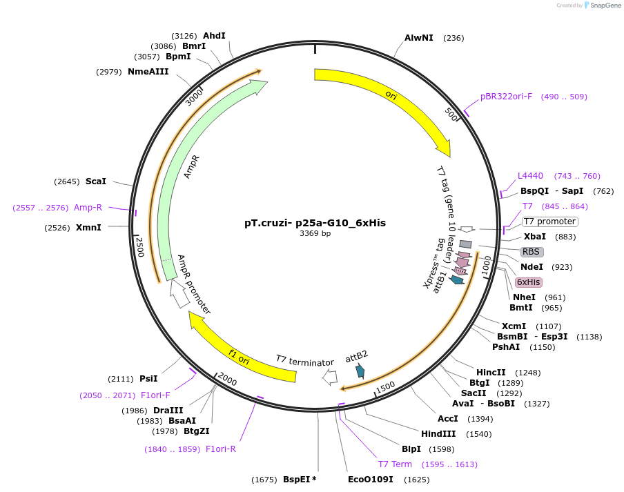 256088-plasmid-map-sequence-id-510688