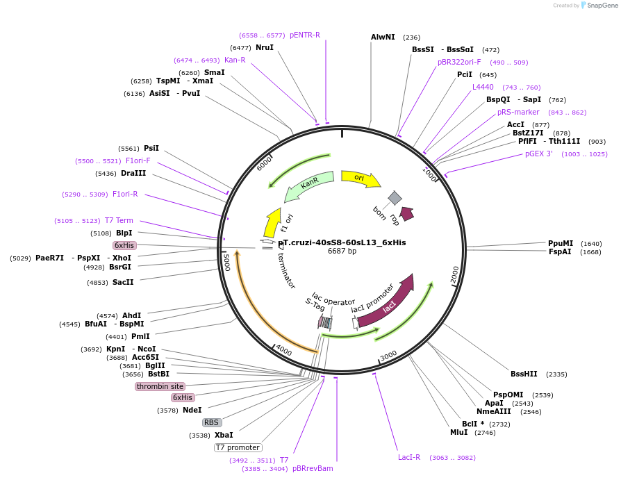256079-plasmid-map-sequence-id-510701