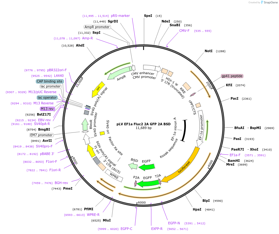 255456-plasmid-map-sequence-id-510774